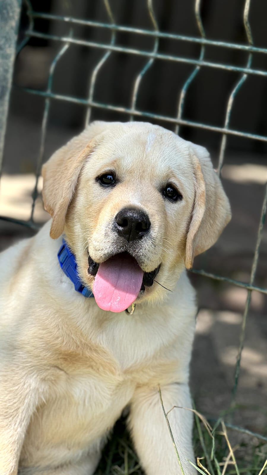 Labrador Retriever Yavruları